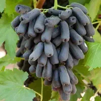 فروش نهال با تخفیف ویژه