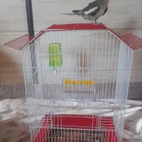 عروس هلندی با قفس