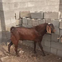 گوسفند نر
