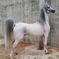 اسب نریان