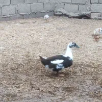 اردک ماده بالغ