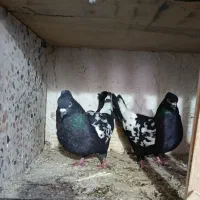 کبوتر سینه ای نروماده