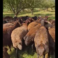 3راس قوچ.