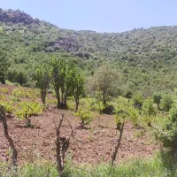 باغ-انگور