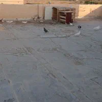 کبوتر سری