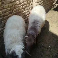بره نر فروشی