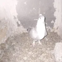 ماده کراواتی