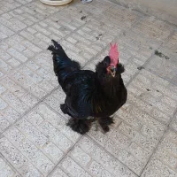 خروس مرندی