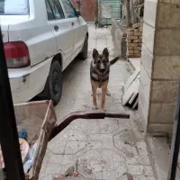 سگ ژرمن دارای شناسنامه|سگ|مشهد, پورسینا|دیوار