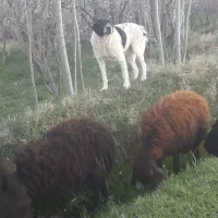 سگ گله