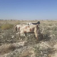 دوتاپازن دورگ عالی توپ توپ چاق چاق