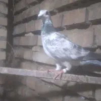 کبوتر سوسکی