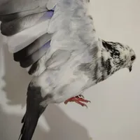 تهرانی نر|پرنده|کبودرآهنگ, |دیوار