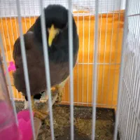 مینا وعروس هلندی