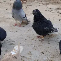 اشعل
