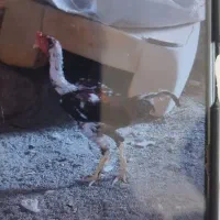لاری جوجه ارسال به سراسر کشور