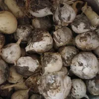 موسیر کوهی