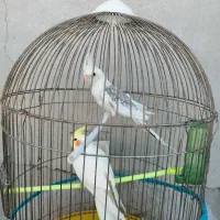 پرنده عروس هلندی
