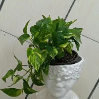 حراج گل های اپارتمانی به قیمت عمده