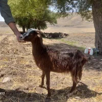 بز ماده جوان