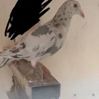 سرور گمشده