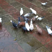فروش کبوتر