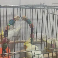 فروش عروس هلندی