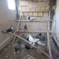 تعدادی اصفهانی و طوقی خانگی به شرط