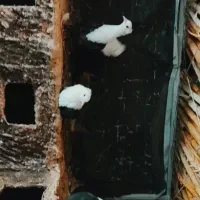 ۱۱۱۱۱۱