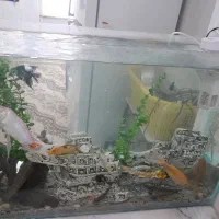 اکواریوم بزرگ لوازم تکمیل