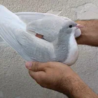 ۵ تا جوجه رنگی ساده سینه طوقی