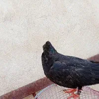کبوتر ازم تار کرد|پرنده|مسجد سلیمان, |دیوار