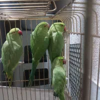 جوجه ملنگو وشاه طوطی و عروس