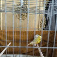 یه جفت قناری نروماده