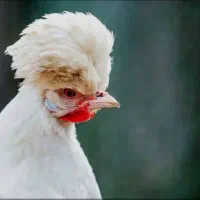 مرغ محلی تخم گذار ۱۱عدد