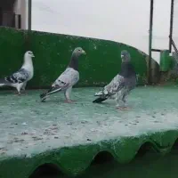 کفتر ساده سرور جفتگاه