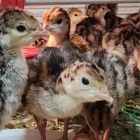 جوجه بوقلمون