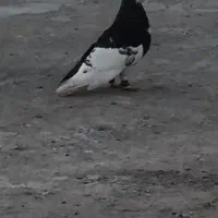 کبوتر