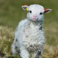 عرضه گوسفند زنده