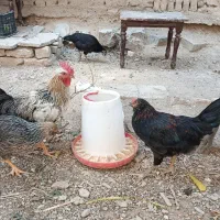 خروس|حیوانات مزرعه|اراک, |دیوار
