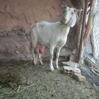 فروش بز شیری