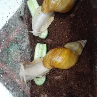 حلزون آتاچینا