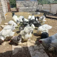 مرغو خروس برهما اصل