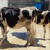 گاو نژاد دار هلشتاین