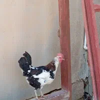 شادگان