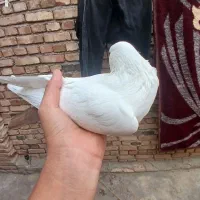 کبوتر|پرنده|مرند, |دیوار