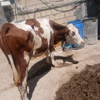 گاو ماده جوان