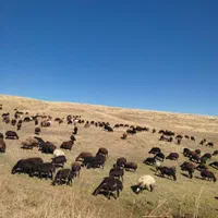 گوسفند قائم ییلاقی وکم چربی زنده