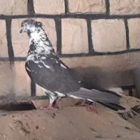 دو عدد نر پرشی
