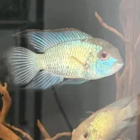 ماهی آکواریوم
